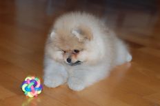 pomeranian_richard_baby_19.jpg