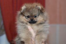 pomeranian_richard_baby_02.jpg