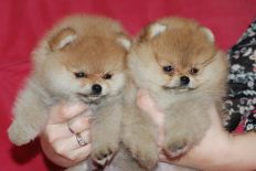 pomeranian_richard_baby_15.jpg